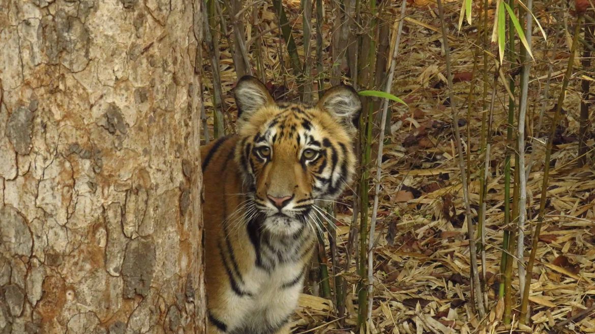 4 DAYS TOUR AT PENCH NATIONAL PARK