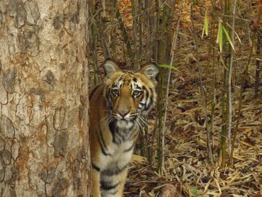 4 DAYS TOUR AT PENCH NATIONAL PARK
