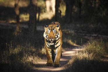 4 DAYS AT TADOBA NATIONAL PARK