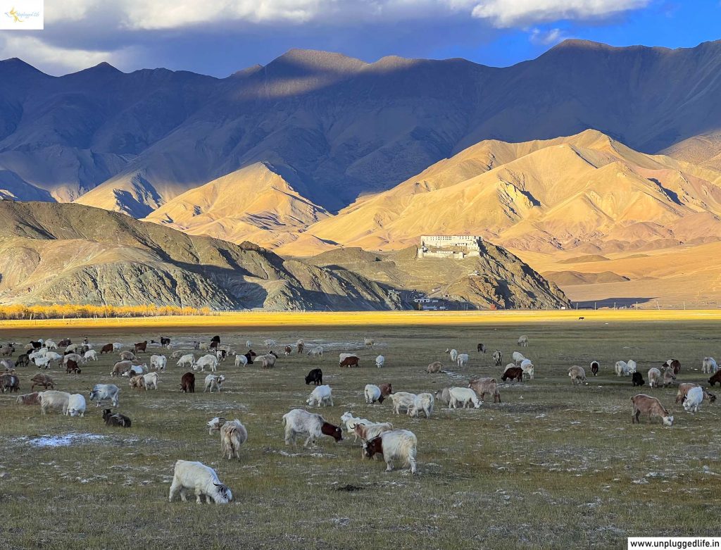 Hanle, Ladakh, Stargazing, Stargazing in Hanle, Starts in Hanle, Hanle night sky, milkyway in hanle, eastern ladakh, changthang, leh ladakh trip with hanle, Unplugged Life, Hanle Village, Hanle, Hanle Monastery, Sunset, Changthang, Eastern Ladakh, Himalayas, Ladakh, Leh View, View of Ladakh, Mountain View, Leh Ladakh Sightseeing Tour, Leh Ladakh Package, Book Ladakh Trip, Top Places in Ladakh, Sightseeing in Leh-Ladakh, Ladakh View, Leh Ladakh View, Landscape in Ladakh, highest road in the world